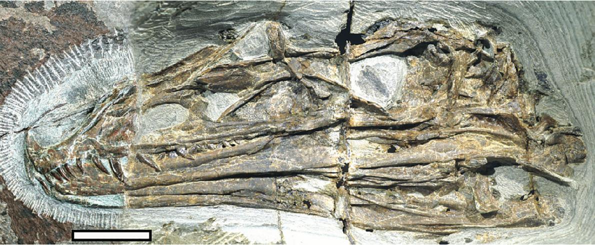 Caihong skull Field Museum