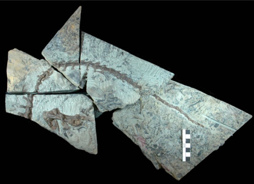 Diluvicursor pickeringi fossil