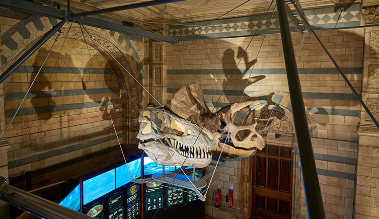T.Rex and Triceratops Skulls Natural History Museum