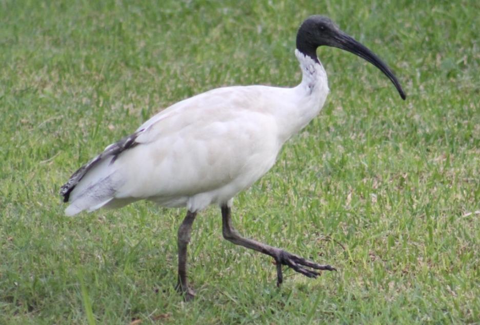 Australian Ibis