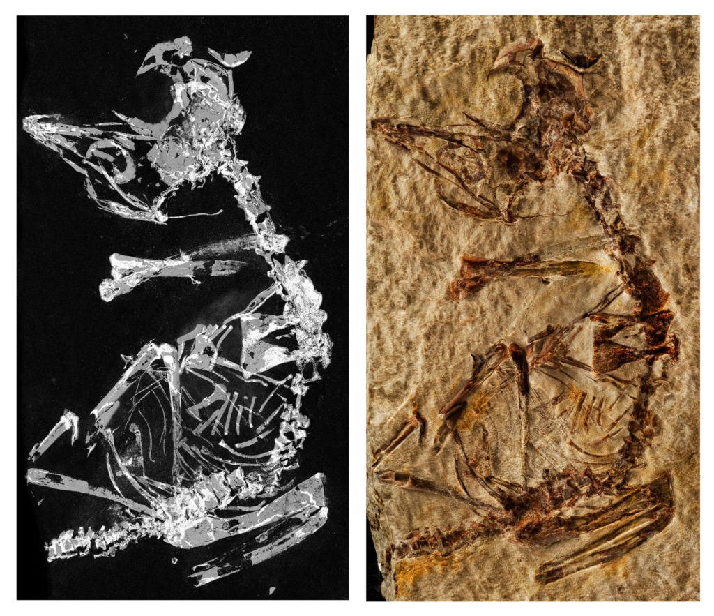 Bird fossil image