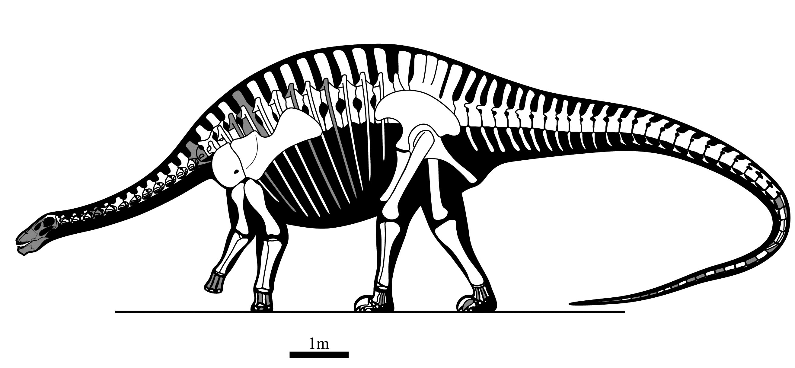 Lingwulong skeleton