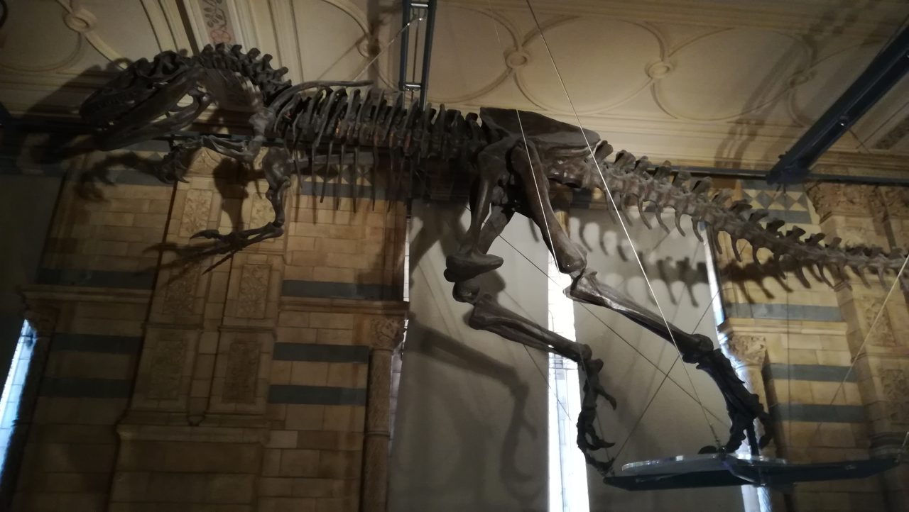 cropped-allosaurus-best-photo1.jpg