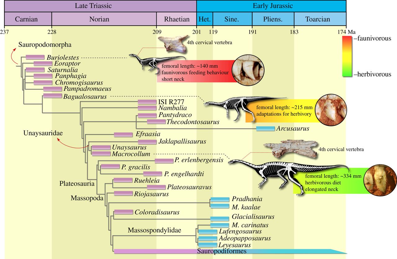 Phylogentic Position