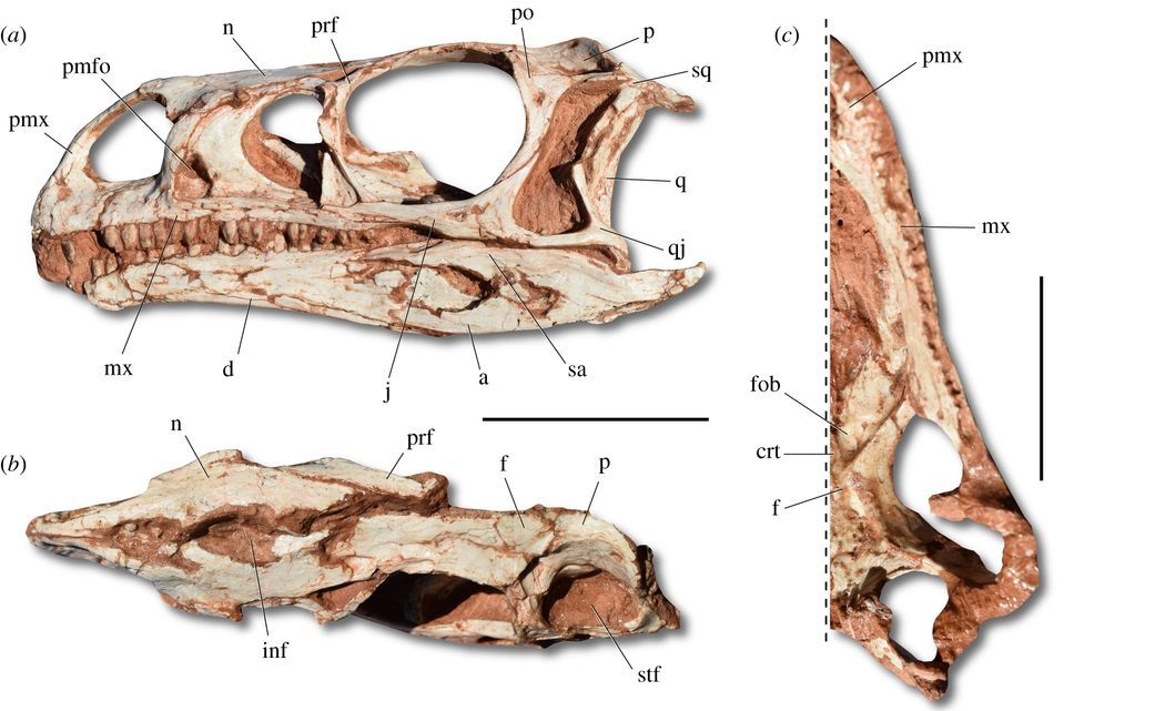Skull in left lateral view