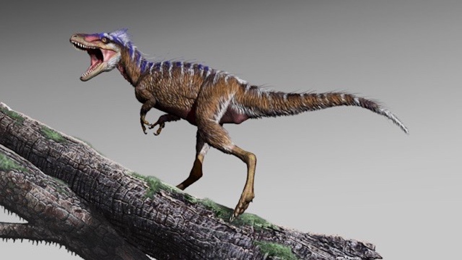 Moros Intrepidus image