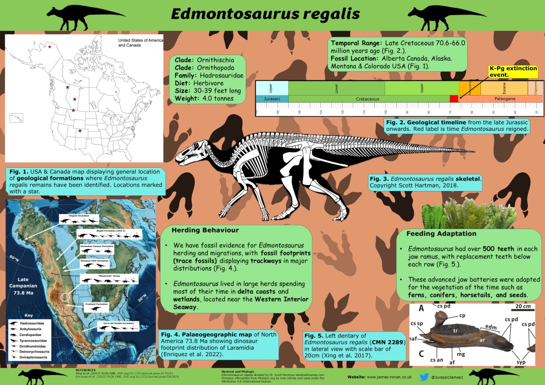 Edmontosaurus regalis