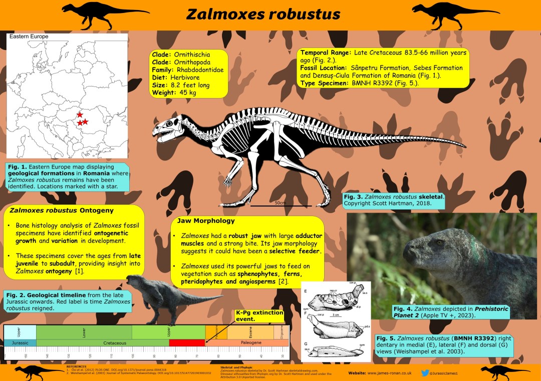 Zalmoxes robustus