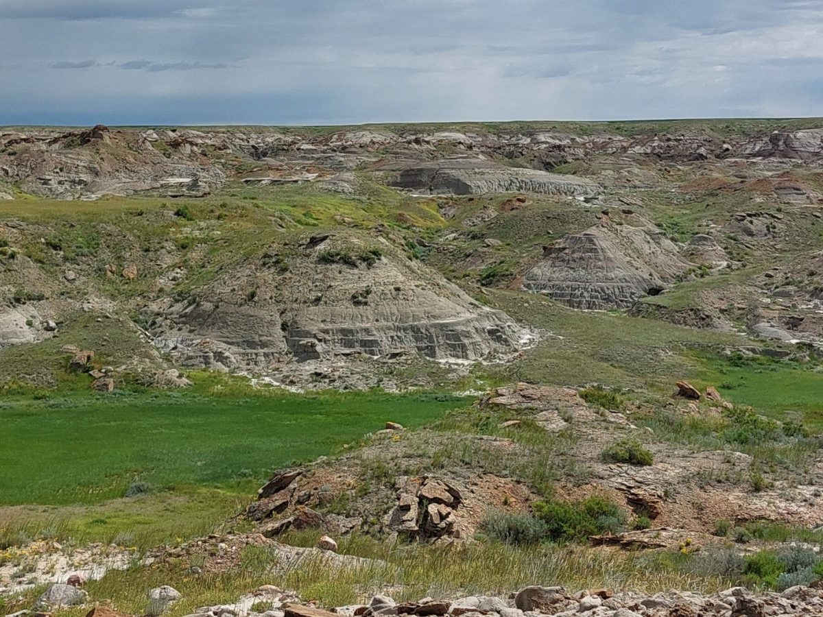Unveiling Prehistoric Treasures in The Judith River Formation in Montana