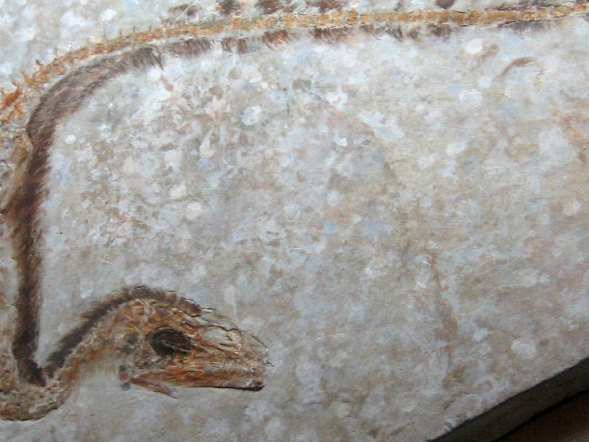 Discovering the Vibrant Feathers of Sinosauropteryx