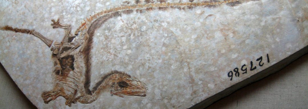 Discovering the Vibrant Feathers of Sinosauropteryx