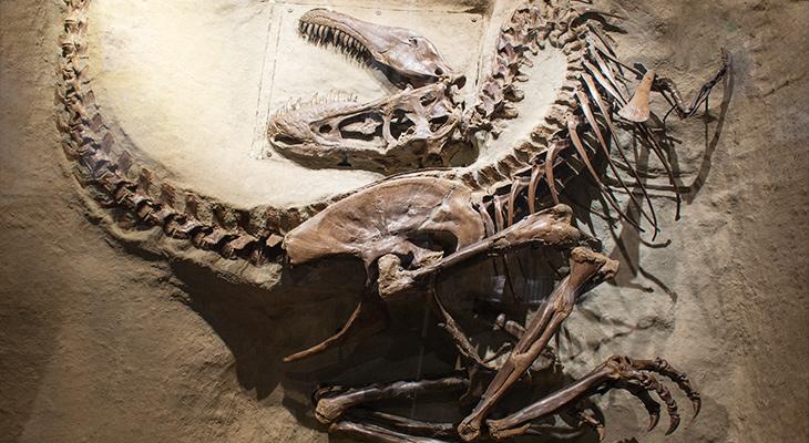 A Juvenile Gorgosaurus libratus specimen on display at the Royal Tyrrell Museum showcasing the classic opisthotonic death pose. Image credit: Royal Tyrrell Museum, 2025.
