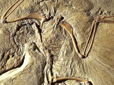Unravelling Feathered Dinosaurs: Evolution Insights