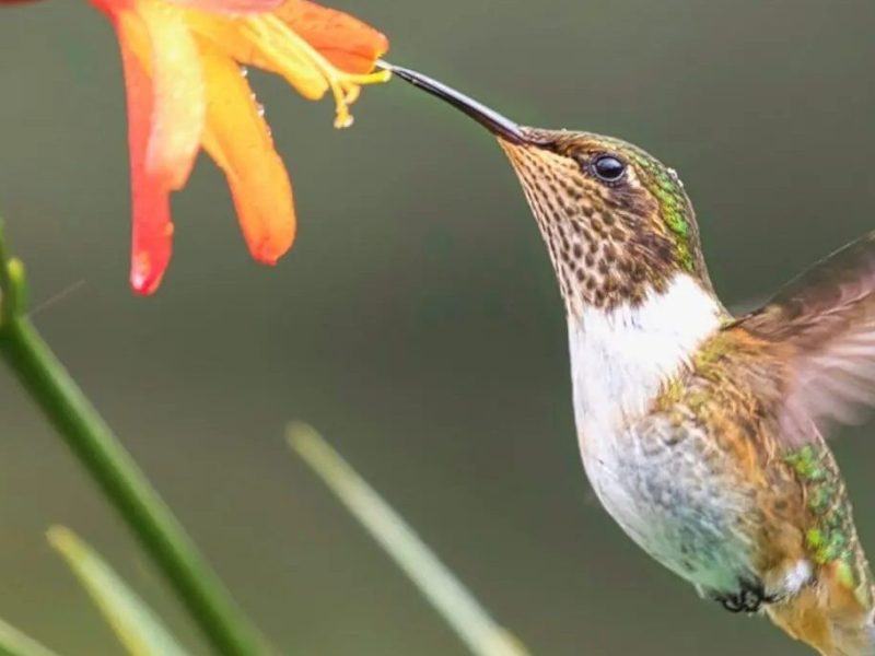 Birds The Living Dinosaurs Explained