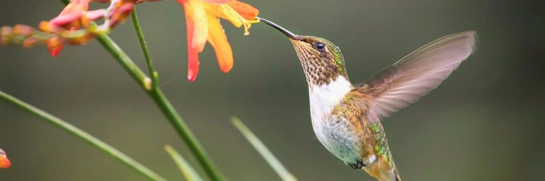 Birds The Living Dinosaurs Explained