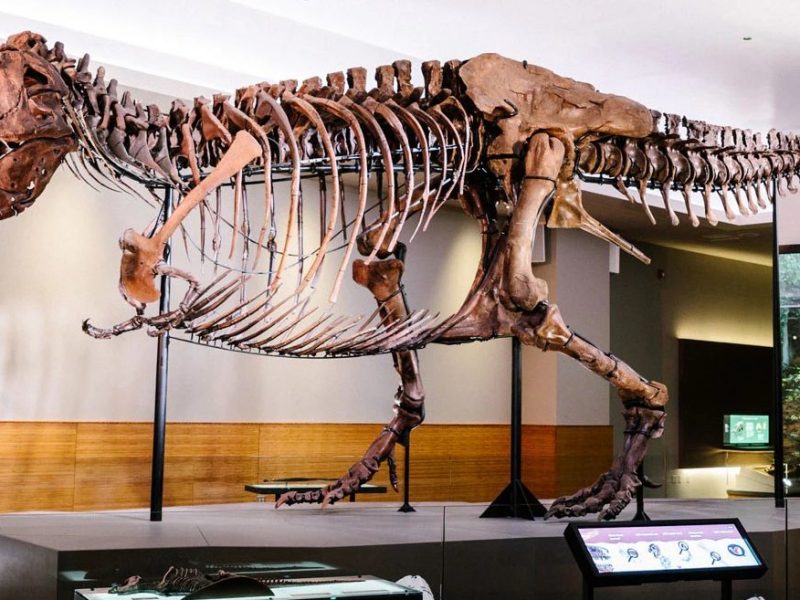 The Secrets of Tyrannosaurs: Jaw Biomechanics