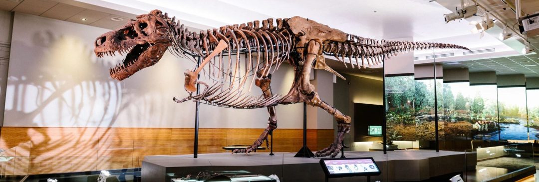 The Secrets of Tyrannosaurs: Jaw Biomechanics